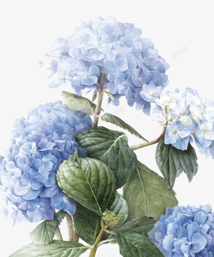 多簇淡蓝色手绘花png免抠素材_88icon https://88icon.com 手绘 淡蓝色 简笔 花