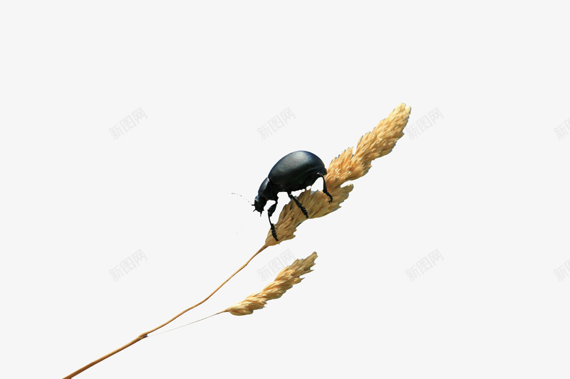 趴在麦穗上的甲壳虫png免抠素材_88icon https://88icon.com 甲壳虫 高清 麦穗 黑色