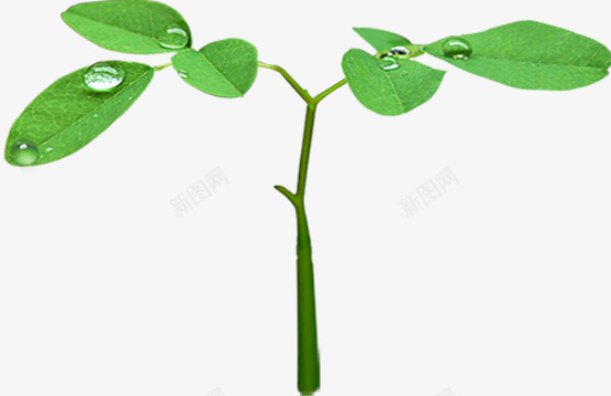 绿色树叶露珠晶莹png免抠素材_88icon https://88icon.com 晶莹 树叶 绿色 露珠