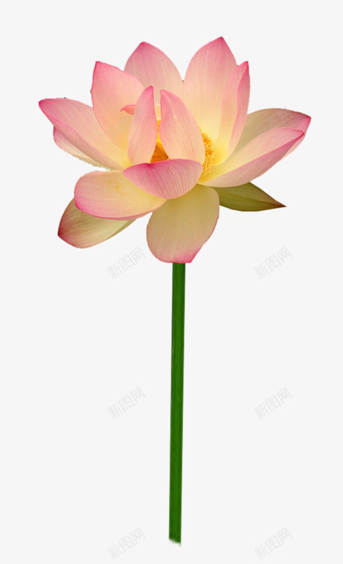 粉色盛开荷花png免抠素材_88icon https://88icon.com 盛开 粉色 荷花