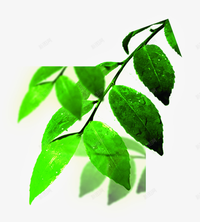 绿色露珠树叶清新png免抠素材_88icon https://88icon.com 树叶 清新 绿色 露珠