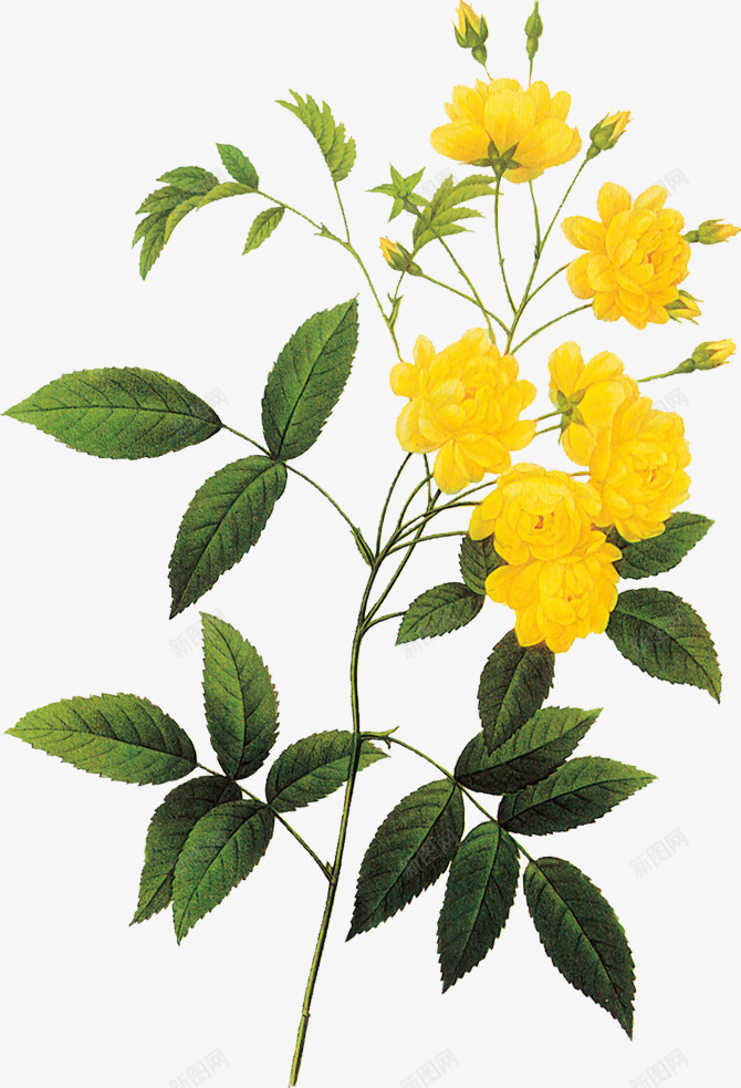 黄色盛开花朵绿叶手绘png免抠素材_88icon https://88icon.com 手绘 盛开 绿叶 花朵 黄色