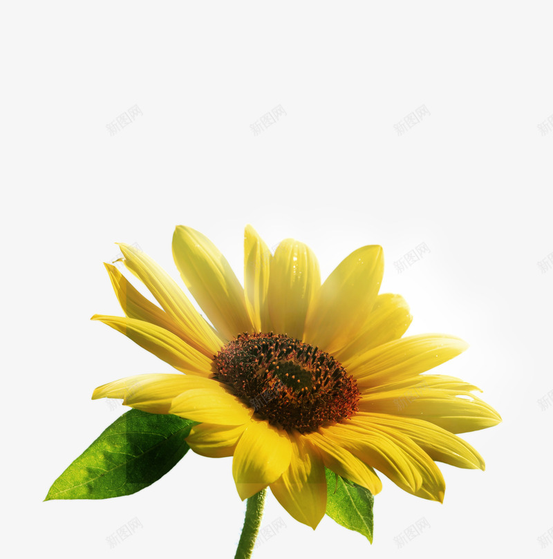 黄色卡通盛开向日葵花朵美景png免抠素材_88icon https://88icon.com 卡通 向日葵 盛开 美景 花朵 黄色