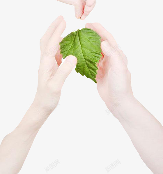 爱护一草一木png免抠素材_88icon https://88icon.com 保护环境 家园 树叶 爱护树木