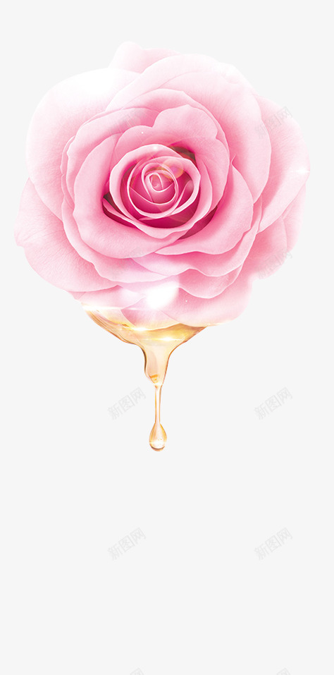 粉色初恋玫瑰花朵盛开png免抠素材_88icon https://88icon.com 初恋 玫瑰 盛开 粉色 花朵