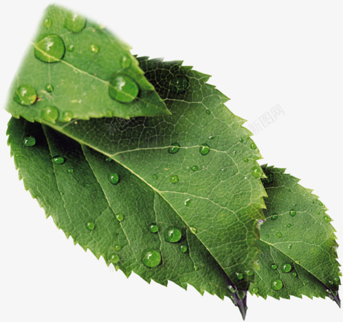 绿色树叶露珠美景春天png免抠素材_88icon https://88icon.com 春天 树叶 绿色 美景 露珠