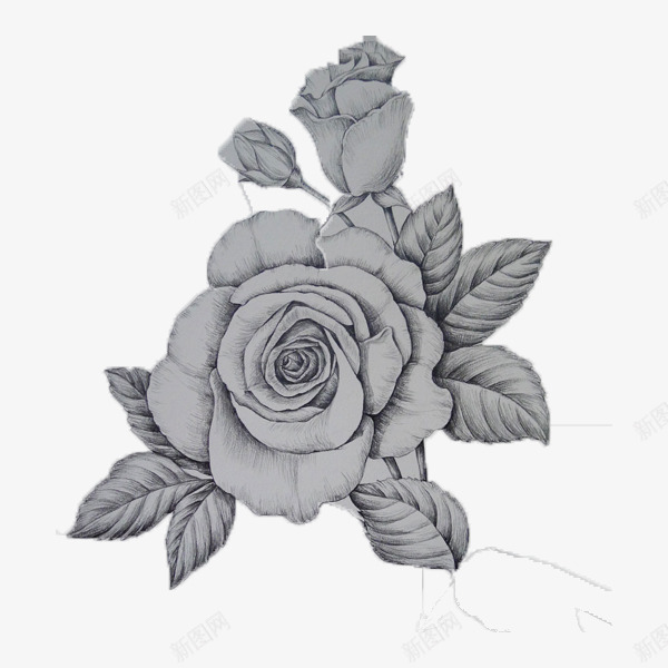 白玫瑰手绘png免抠素材_88icon https://88icon.com 手绘 爱情 白玫瑰 白玫瑰手绘 白色 盛开 绿色 美丽 高洁