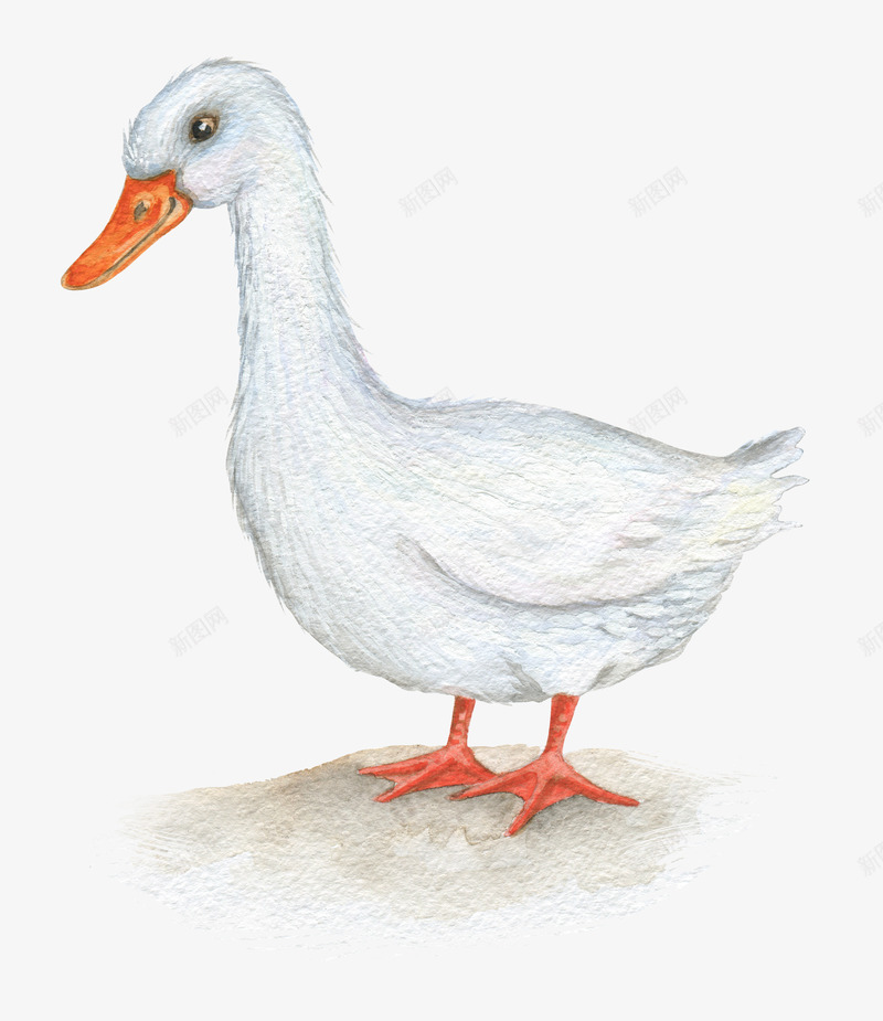 手绘的鸭子png免抠素材_88icon https://88icon.com 家禽 手绘 装饰 飞禽 鸭子