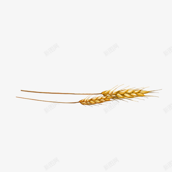 丰收的麦子png免抠素材_88icon https://88icon.com 丰收 成熟的麦子 食品 食物 麦子