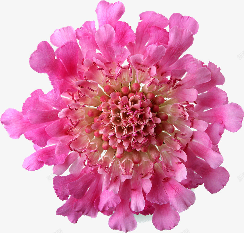 粉色盛开花朵节日png免抠素材_88icon https://88icon.com 盛开 粉色 节日 花朵