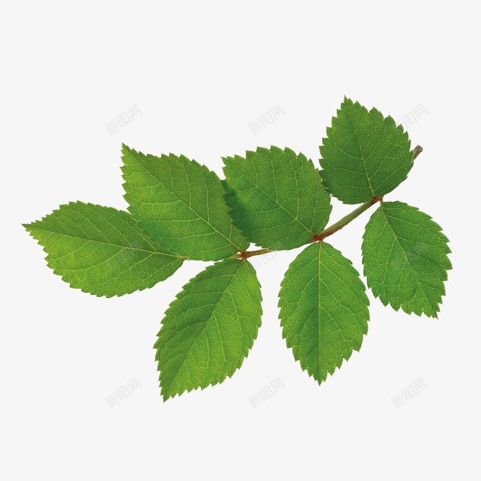 绿色薄荷叶绿色植物png免抠素材_88icon https://88icon.com 绿色 绿色植物 薄荷