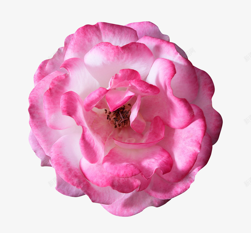 粉色花朵特写png免抠素材_88icon https://88icon.com 头状花序 实物 玫瑰 粉色花朵特写 花朵 花瓣 花蕊 鲜花