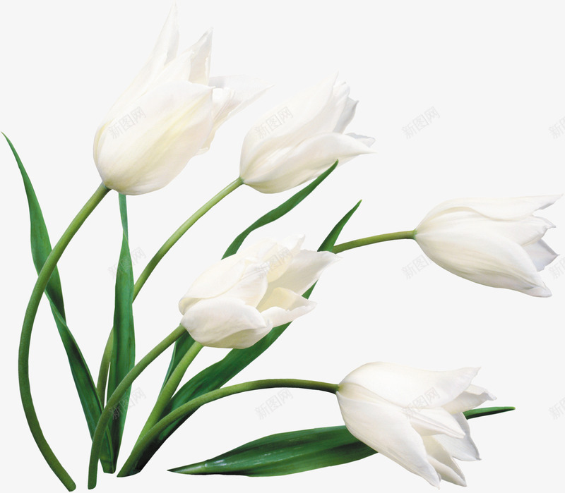 白色优美纯洁花朵植物png免抠素材_88icon https://88icon.com 优美 植物 白色 纯洁 花朵