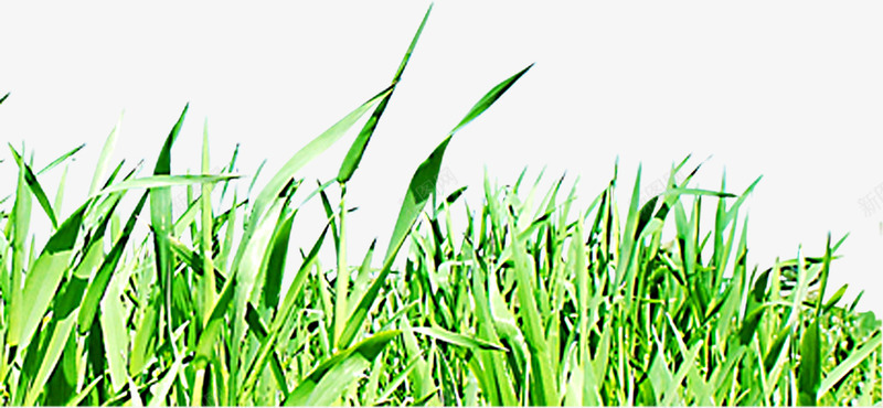 春天野外郊游草丛png免抠素材_88icon https://88icon.com 春天 草丛 郊游 野外