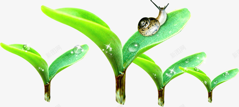 蜗牛动物露珠树叶png免抠素材_88icon https://88icon.com 动物 树叶 蜗牛 露珠