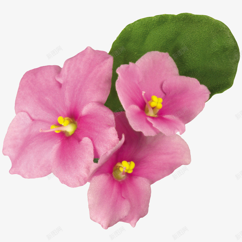 紫罗兰花png免抠素材_88icon https://88icon.com 盛开的鲜花 紫罗兰 紫罗兰花 绿叶 花圃