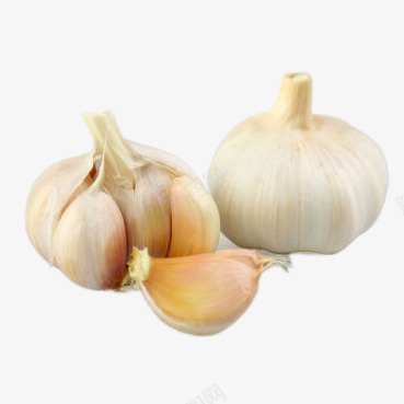 新鲜大蒜头png免抠素材_88icon https://88icon.com png图片素材 产品实物 免费png元素 免费png素材 大蒜头 有机 生态