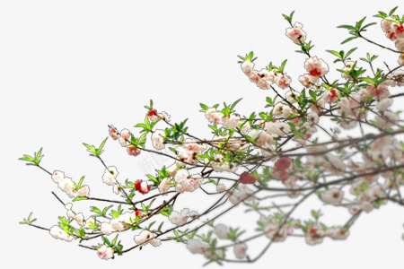 华夏的桃花盛开png免抠素材_88icon https://88icon.com 白色 粉色 红色 绿色