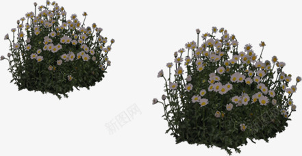白色草丛花朵环境png免抠素材_88icon https://88icon.com 环境 白色 素材 花朵 草丛