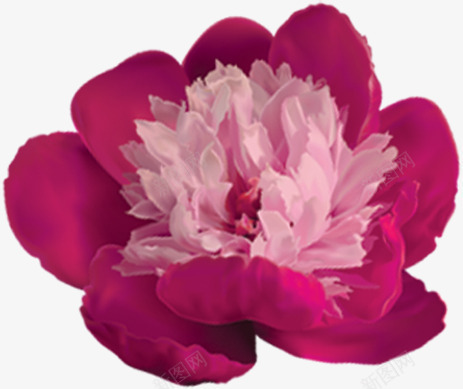紫色多层盛开花朵png免抠素材_88icon https://88icon.com 盛开 紫色 花朵