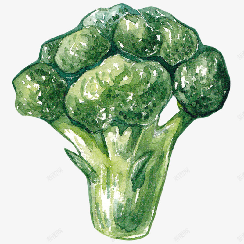 手绘绿色西兰花png免抠素材_88icon https://88icon.com 包菜 无公害 无污染 有机蔬菜 水彩 水彩蔬菜 纯天然 绘画 绿色西兰花 蔬菜 食材