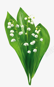 白花绿叶桌面壁纸png免抠素材_88icon https://88icon.com 壁纸 桌面 白花 绿叶