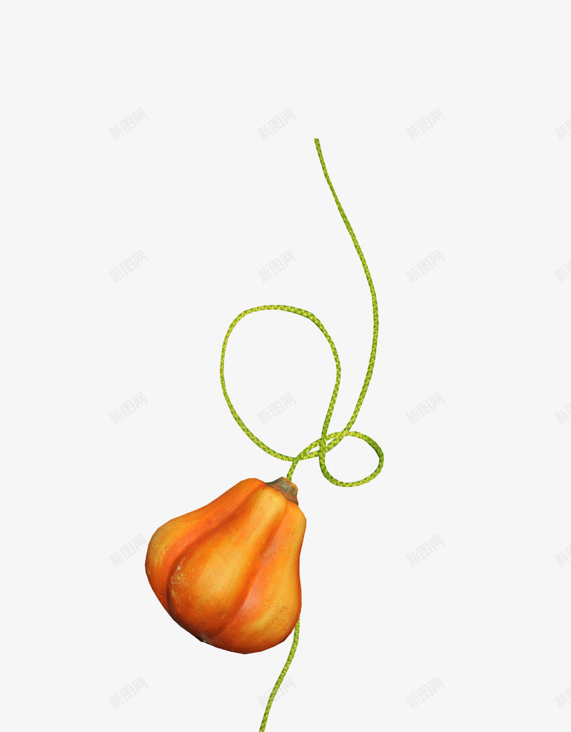 枝蔓上的南瓜png免抠素材_88icon https://88icon.com 南瓜 大南瓜 枝蔓