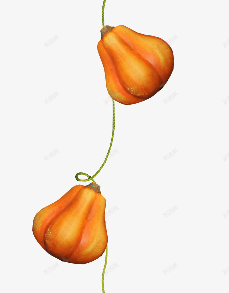 枝蔓上的南瓜png免抠素材_88icon https://88icon.com 南瓜 大南瓜 枝蔓