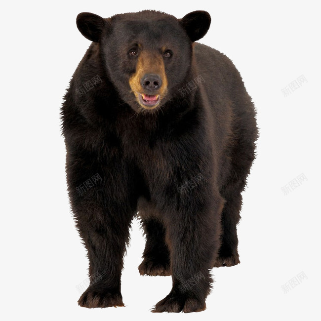 黑毛狗熊png免抠素材_88icon https://88icon.com 动物 狗熊 纯黑 黑毛 黑色