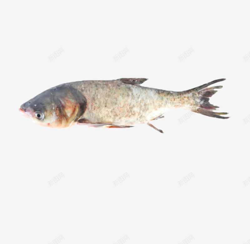 产品实物食品花鲢鱼png免抠素材_88icon https://88icon.com 健康 无污染 活鱼 纯天然 花鲢 花鲢鱼 食品 食材 鱼