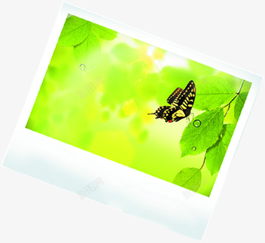 手绘植物绿色卡通相框相片png免抠素材_88icon https://88icon.com 卡通 植物 相片 绿色