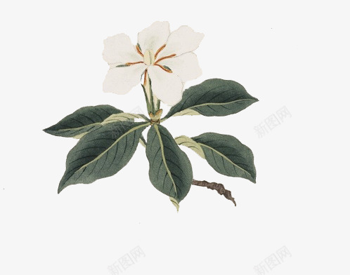 白色盛开花朵绿叶png免抠素材_88icon https://88icon.com 白色 盛开 绿叶 花朵