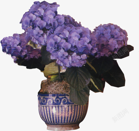 紫色古典花盆花朵png免抠素材_88icon https://88icon.com 古典 紫色 花朵 花盆