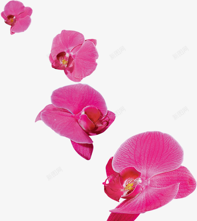 美丽花瓣蝴蝶花png免抠素材_88icon https://88icon.com 优雅 紫色 美丽 花瓣 蝴蝶花