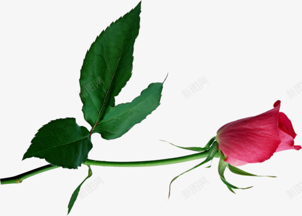 一支红色玫瑰花png免抠素材_88icon https://88icon.com 一支玫瑰花 玫瑰花 玫瑰花免抠图片 红色玫瑰花