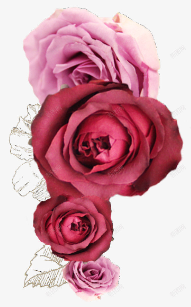 粉玫瑰和红玫瑰png免抠素材_88icon https://88icon.com 玫瑰花 花卉 花朵 鲜花
