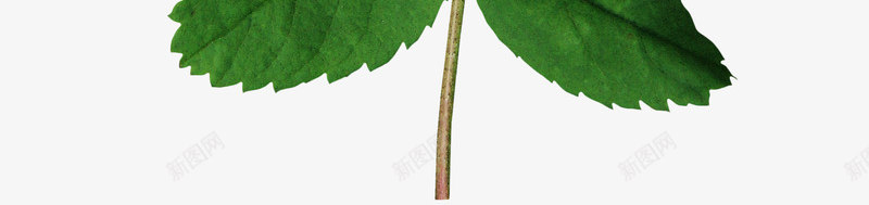 绿色树枝树叶png免抠素材_88icon https://88icon.com 叶子 枝叶 树叶 绿叶 绿色树叶 绿色树枝