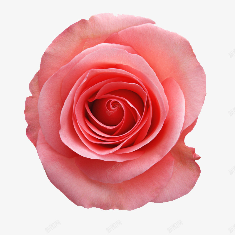 玫瑰花红色花朵png免抠素材_88icon https://88icon.com 玫瑰花 红色 花朵 高清