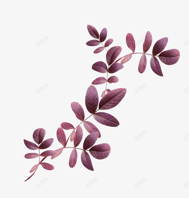 紫色漂亮枝叶png免抠素材_88icon https://88icon.com 枝叶 树叶 漂亮枝叶 紫色枝叶