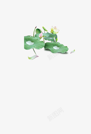 手绘池塘荷花png免抠素材_88icon https://88icon.com PNG素才 优雅 手绘 池塘 荷花