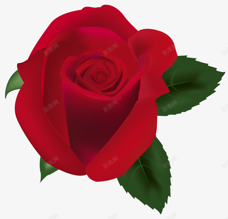 带绿叶的浪漫玫瑰png免抠素材_88icon https://88icon.com 含苞待放的玫瑰 带刺 带刺的红玫瑰 情人节 植物 浪漫 火热 热情 玫瑰花 玫瑰花png 玫绿叶 红玫瑰 红色玫瑰花 绿叶 花朵 花苞