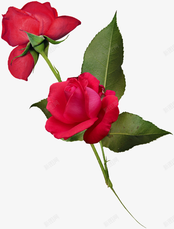 红玫瑰花绿叶玫瑰png免抠素材_88icon https://88icon.com 玫瑰 玫瑰花 绿叶