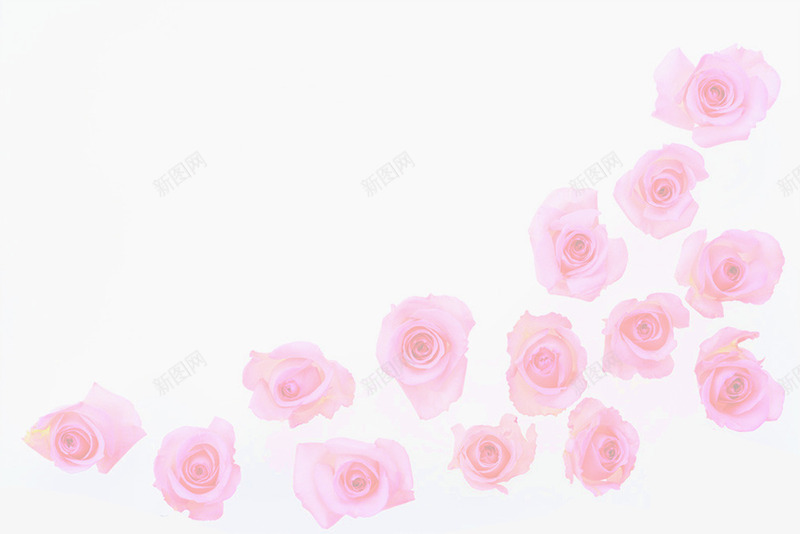 红色玫瑰花摄影正面png免抠素材_88icon https://88icon.com 摄影 正面 玫瑰花 红色