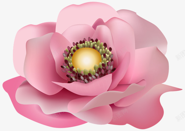 粉色花朵真实花蕾png免抠素材_88icon https://88icon.com 立体花瓣 粉色花朵 花蕾