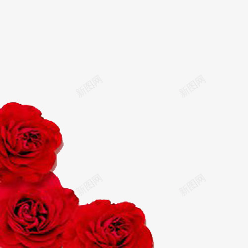 三朵红玫瑰边框png免抠素材_88icon https://88icon.com 红玫瑰 背景 花朵 边框纹理