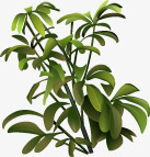 手绘绿色清新室内植物png免抠素材_88icon https://88icon.com 室内 植物 清新 绿色