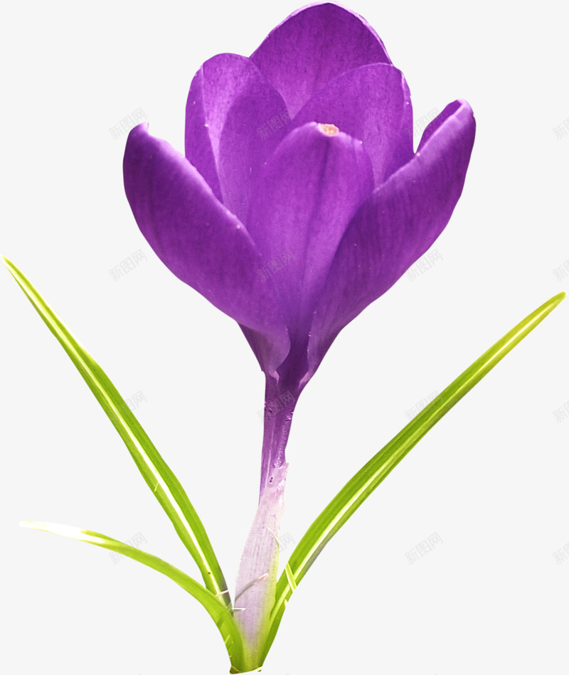 紫色野花png免抠素材_88icon https://88icon.com 枝叶 紫花 花卉 野花