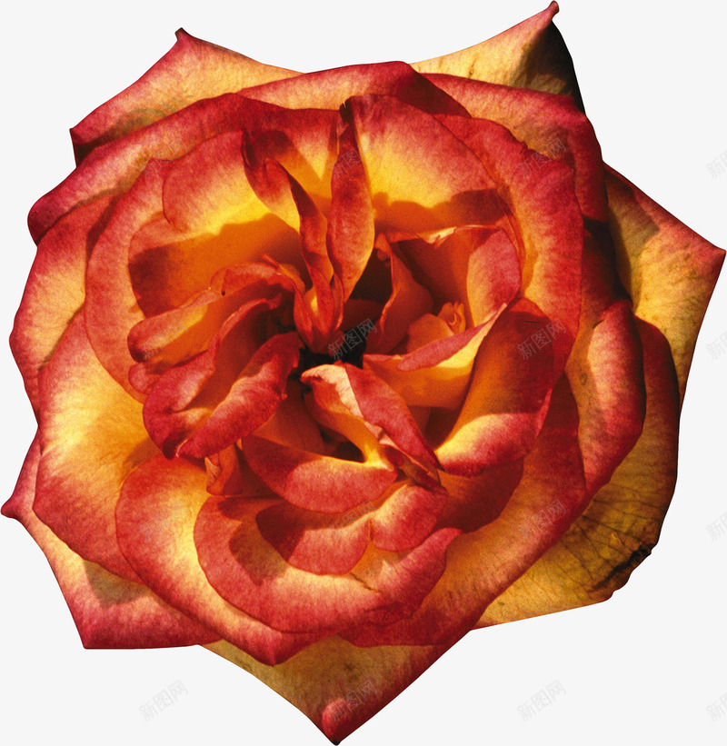 红边黄玫瑰png免抠素材_88icon https://88icon.com 玫瑰 玫瑰花 红玫瑰 红边 鲜花 黄玫瑰