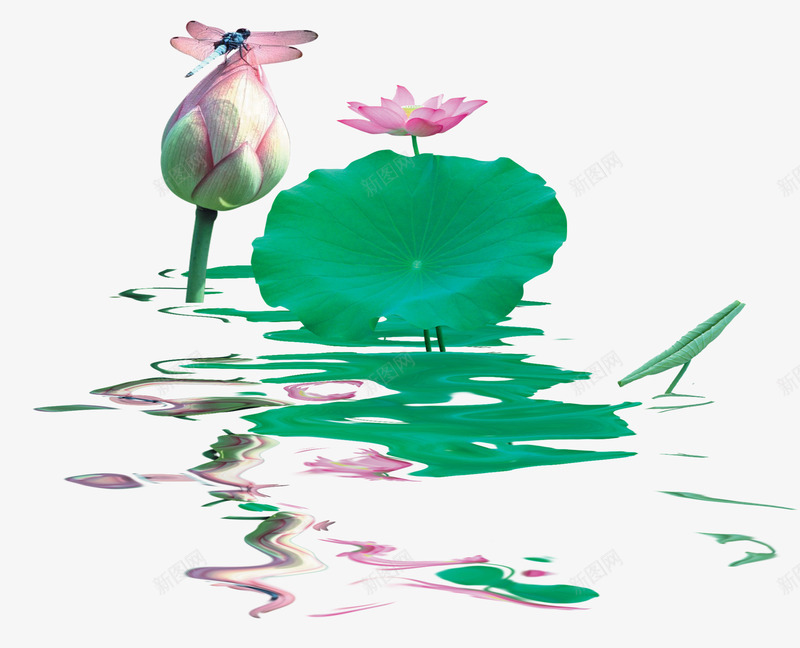荷花倒影png免抠素材_88icon https://88icon.com 荷花倒影