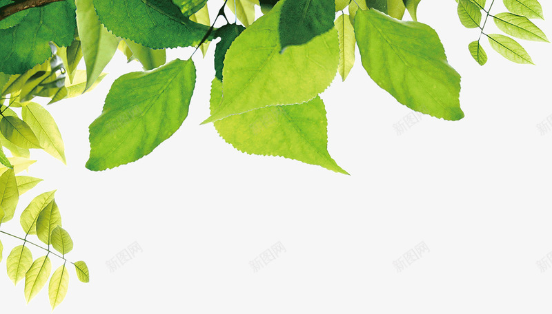 枝头绿茵绿色树叶枝叶png免抠素材_88icon https://88icon.com 枝叶 枝头 树叶 绿色 绿茵